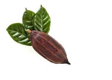 Kakao yaprağı üzerinde beyaz bir arka plan ile kakao pod