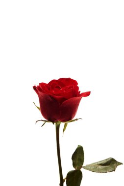 Beyaz arkaplanda izole edilmiş tek güzel kırmızı gül