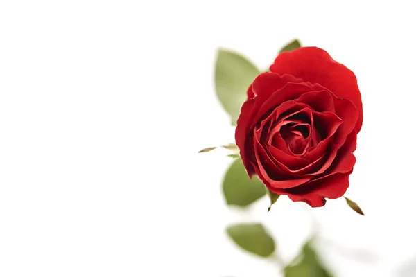 Одна Красная Голова Цветок Розы Изолированы Белом Фоне — стоковое фото