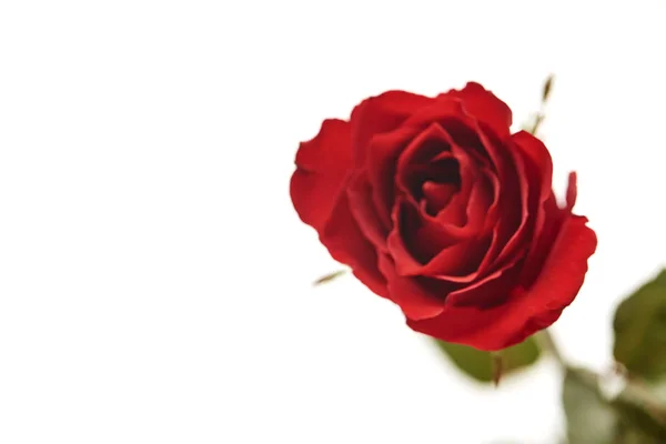 Uma Cabeça Flor Rosa Vermelha Isolada Fundo Branco — Fotografia de Stock