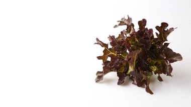 Mix letuce farklı türde otlar, beyaz bir arka plan bırakır. Sağlıklı beslenme. metin için