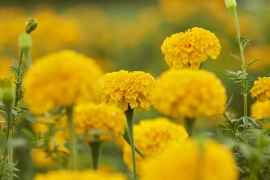 Yerel Botanik Bahçesi alanındaki marigold çiçek açan kapatın