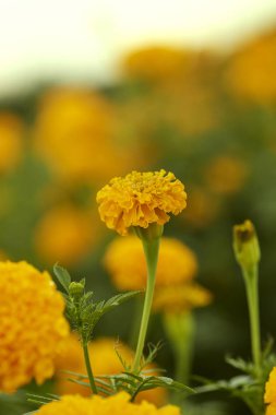 Yerel Botanik Bahçesi alanındaki marigold çiçek açan kapatın