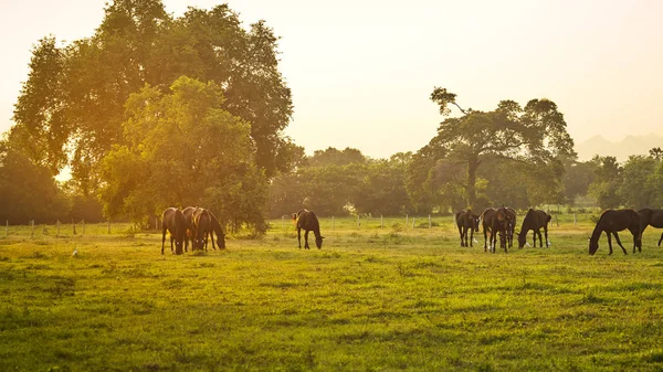 Arabiska Hästar Betande Flocken Bete Vid Solnedgången Orange Soliga Balkar — Stockfoto