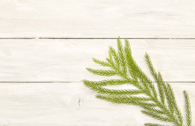 Çerçeve ile 2019 Noel kompozisyon köknar dalı. Düz yatıyordu, en iyi görünümü