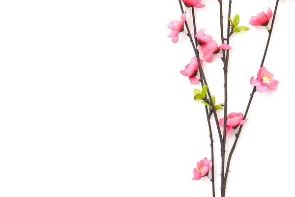 Zweig Rosa Kirschblüten Auf Weißem Hintergrund Platz Für Text Draufsicht — Stockfoto