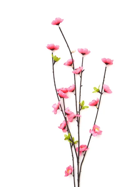 Oddział Różowe Wiśniowe Kwiaty Białym Tle Miejsce Dla Tekstu Widok — Zdjęcie stockowe