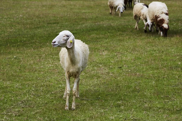 Fåren Naturen Ängen Odling Utomhus — Stockfoto