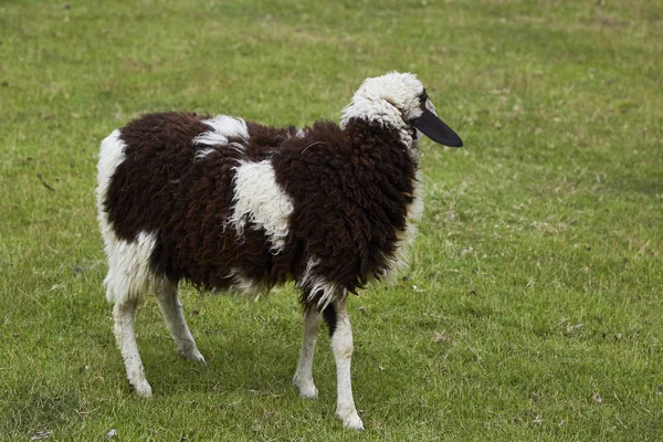 Owce Przyrodzie Łące Hodowla Odkryty — Zdjęcie stockowe