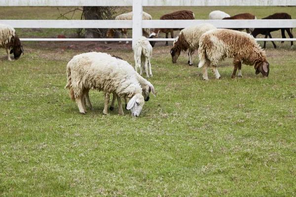 自然の牧草地の羊 農業屋外 — ストック写真
