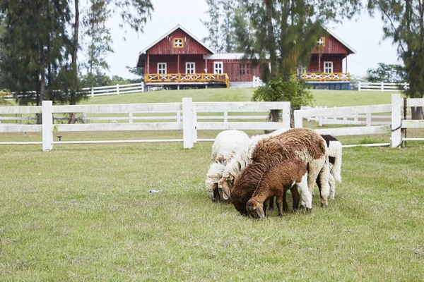 Fåren Naturen Ängen Odling Utomhus — Stockfoto