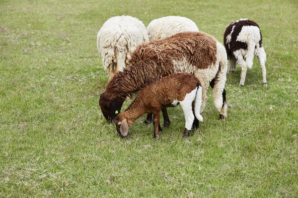 Fåren Naturen Ängen Odling Utomhus — Stockfoto