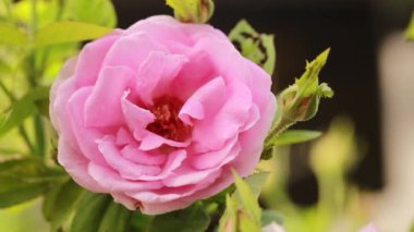 Bahçede pembe güller açıyor.