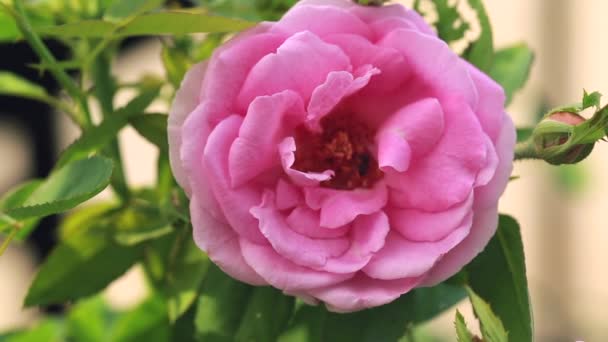 Rózsaszín Rózsák Nyílnak Kertben — Stock videók