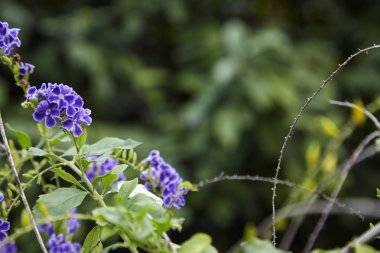 Duranta erecta çiçekli çalı ailesindeki verbena Verbenaceae familyasından. Altın yaprağın, güvercin berry ve skyflower ortak adlarını içerir