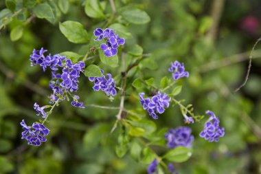Duranta erecta çiçekli çalı ailesindeki verbena Verbenaceae familyasından. Altın yaprağın, güvercin berry ve skyflower ortak adlarını içerir
