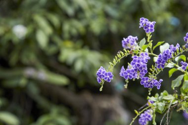 Duranta erecta çiçekli çalı ailesindeki verbena Verbenaceae familyasından. Altın yaprağın, güvercin berry ve skyflower ortak adlarını içerir