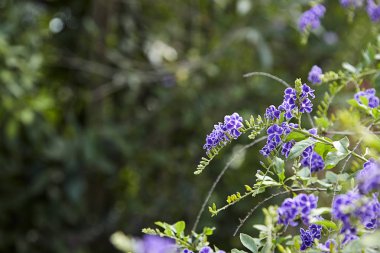 Duranta erecta çiçekli çalı ailesindeki verbena Verbenaceae familyasından. Altın yaprağın, güvercin berry ve skyflower ortak adlarını içerir