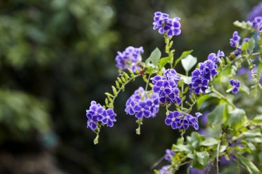 Duranta erecta çiçekli çalı ailesindeki verbena Verbenaceae familyasından. Altın yaprağın, güvercin berry ve skyflower ortak adlarını içerir