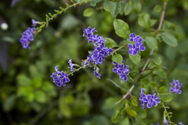 Duranta erecta çiçekli çalı ailesindeki verbena Verbenaceae familyasından. Altın yaprağın, güvercin berry ve skyflower ortak adlarını içerir