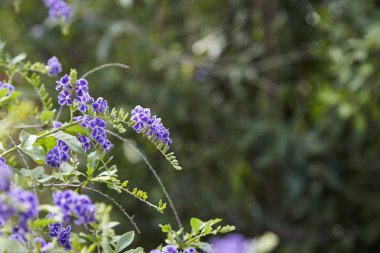 Duranta erecta çiçekli çalı ailesindeki verbena Verbenaceae familyasından. Altın yaprağın, güvercin berry ve skyflower ortak adlarını içerir