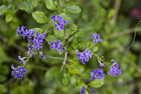 Duranta Erecta Una Especie Arbusto Perteneciente Familia Verbenaceae Los Nombres —  Fotos de Stock