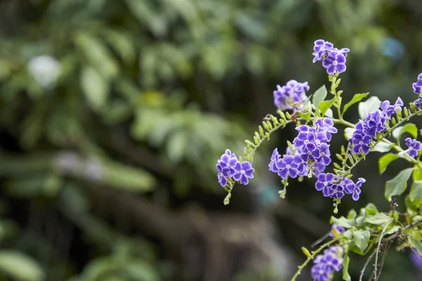 Duranta Erecta Вид Квітучих Чагарників Вербени Родини Verbenaceae Загальні Назви — стокове фото