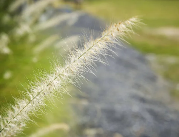 Close Shot Outdoor Feather Grasses Flowers Morning Garden — Stock Photo, Image
