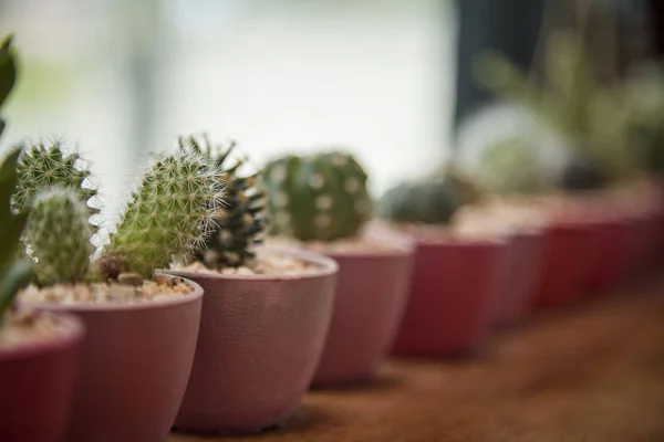 Sekelompok Kaktus Dalam Ruangan Dan Sukulen Pada Batas Latar Belakang — Stok Foto