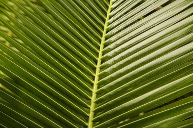 topikal ülkeden yeşil yaprakları palmiye, yakın Tayland, tasarımınızın tropikal yaprak afiş doğa arka plan üzerinde
