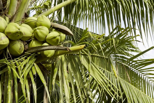 Pohon Kelapa Dengan Buah Kelapa Kluster Kelapa Pohon Kelapa Thailand — Stok Foto