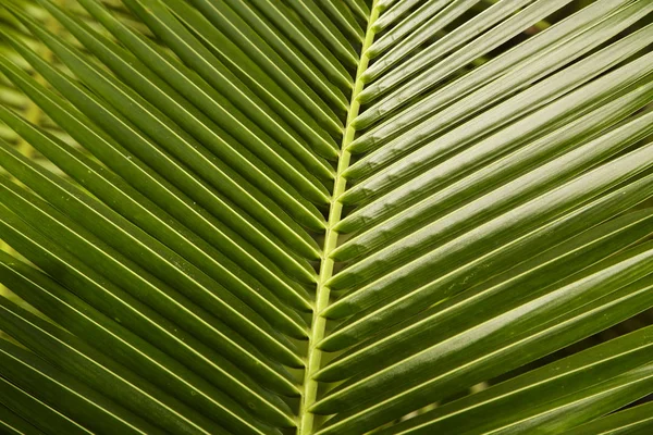 close up green leaves of palm, from topical country thailand,  leaf for your design, tropical leaves banner on nature background