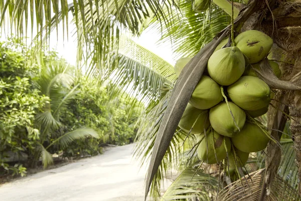 Coconut tree with coconut fruits.Coconut cluster on Coconut tree in thailand