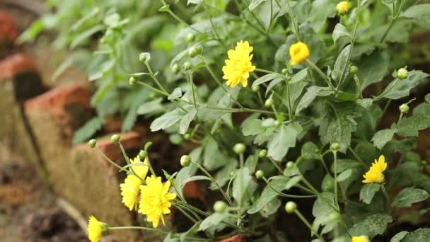 Yellow Autumn Chrysanthemum Garden — Stock Video