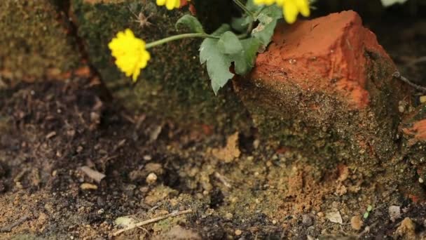 Chrysanthème Jaune Automne Dans Jardin — Video