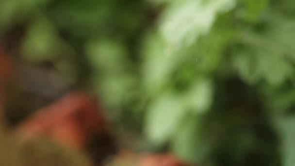 黄秋菊在花园里 — 图库视频影像