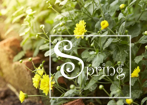 Primavera Crisantemo Giallo Autunnale Giardino Crisantemo — Foto Stock
