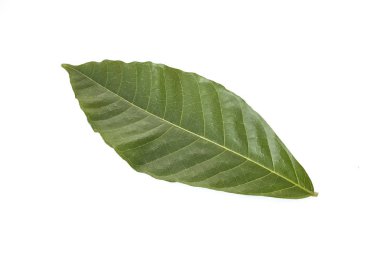 Kakao yeşil yaprak (Theobroma kakao) ve beyaz bir arka plan üzerinde tohum kadar kapatın