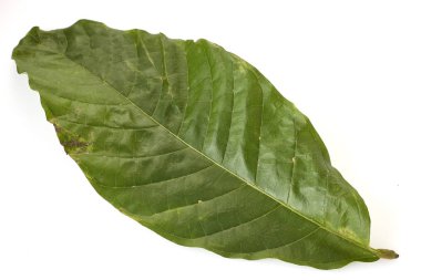 Kakao yeşil yaprak (Theobroma kakao) ve beyaz bir arka plan üzerinde tohum kadar kapatın
