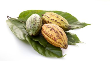 Beyaz bir arka plan üzerinde Kakao yaprağı ile Olgun Meyve Kakao bakla