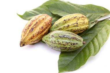Beyaz bir arka plan üzerinde Kakao yaprağı ile Olgun Meyve Kakao bakla