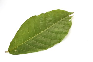 Kakao yeşil yaprak (Theobroma kakao) ve beyaz bir arka plan üzerinde tohum kadar kapatın