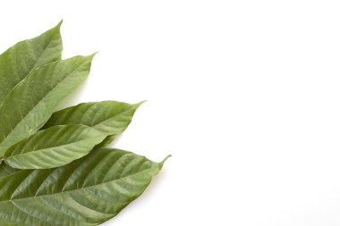 Kakao yeşil yaprak (Theobroma kakao) ve beyaz bir arka plan üzerinde tohum kadar kapatın