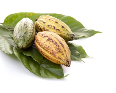 Beyaz bir arka plan üzerinde Kakao yaprağı ile Olgun Meyve Kakao bakla