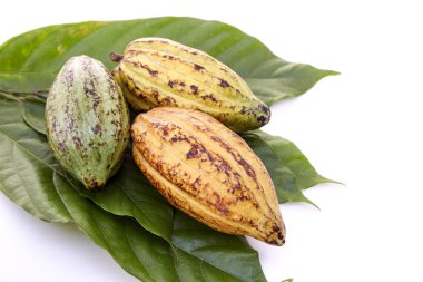 Beyaz bir arka plan üzerinde Kakao yaprağı ile Olgun Meyve Kakao bakla