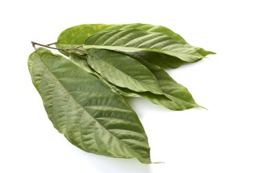 Kakao yeşil yaprak (Theobroma kakao) ve beyaz bir arka plan üzerinde tohum kadar kapatın