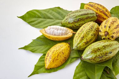Beyaz bir arka plan üzerinde Kakao yaprağı ile Olgun Meyve Kakao bakla