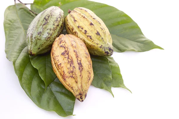 Buah Matang Pod Cocoa Dengan Daun Cocoa Pada Latar Belakang — Stok Foto