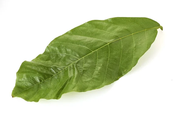 Close Cacao Green Leaf Theobroma Cacao Seeds White Background — Stock Photo, Image