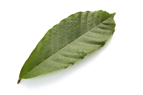 Close Cacao Green Leaf Theobroma Cacao Seeds White Background — Stock Photo, Image
